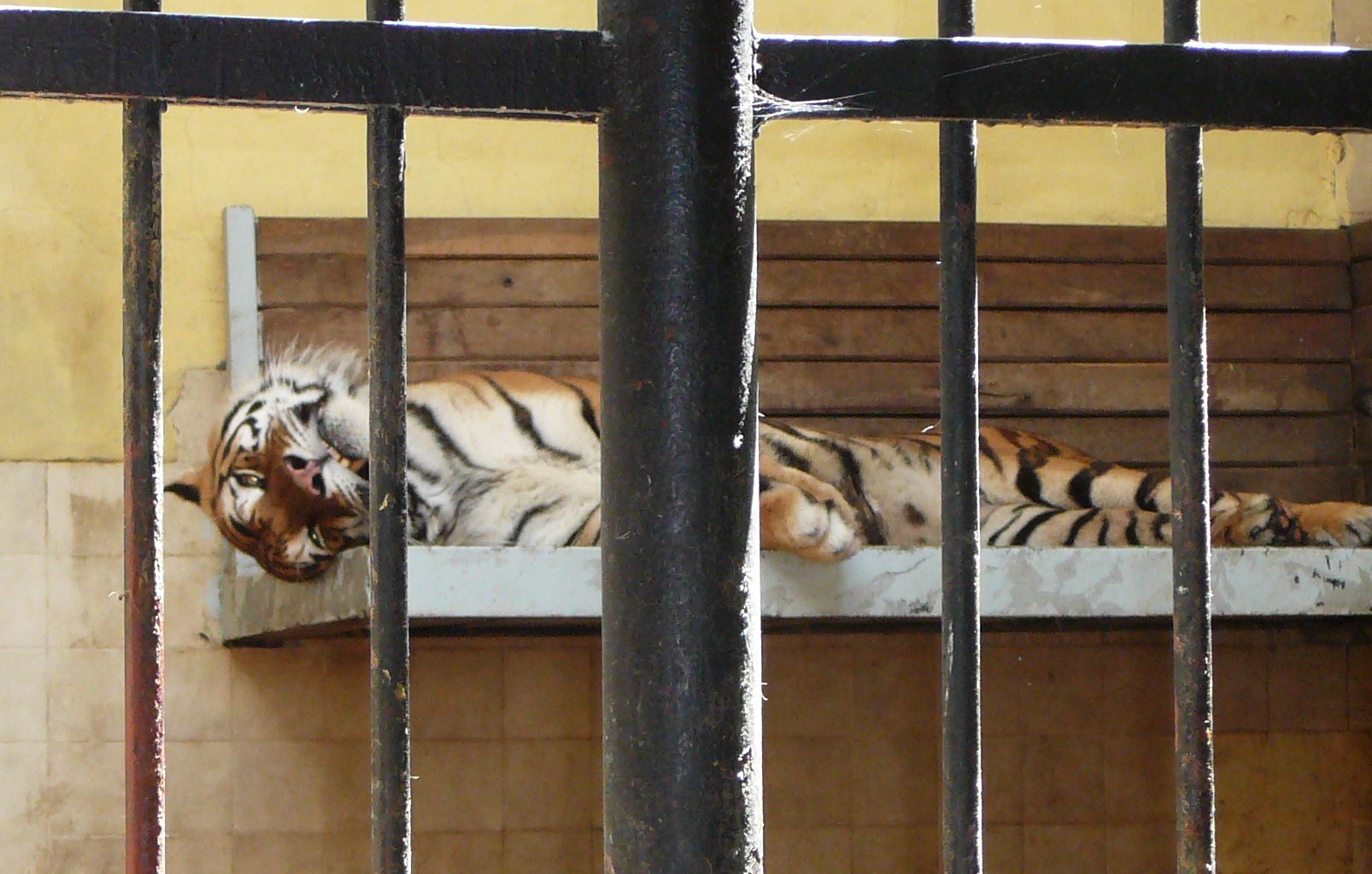 Тигр в зоопарке